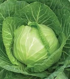 Насіння білоголової капусти Кам'яна голова, 500 г (Коуел)