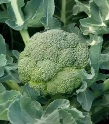 Семена капусты брокколи Агасси F1, п.е. 1 тыс. семян (Rijk Zwaan)