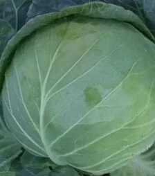 Насіння білоголової капусти Мерідор F1, п.о. 2500 насінин (Moravoseed)