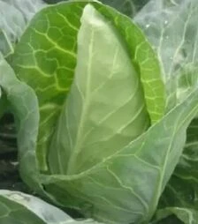 Семена белокочанной капусты Грет Оксхат, 500 г (Hortus)