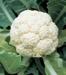 Семена цветной капусты Гудмэн F1, п.е. 2500 семян (Bejo)