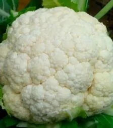 Семена цветной капусты CRХ 13949 F1, п.е. 500 семян (Cora Seeds)