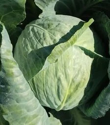 Насіння білоголової капусти Креатор F1, п.о. 2500 насінин (Syngenta)