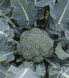 Семена капусты брокколи Гонгга F1, п.е. 1 тыс. семян (Syngenta)