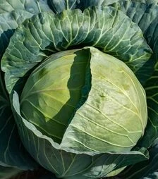 Семена белокочанной капусты Пауэр Слэм F1, п.е. 1 тыс. семян (Sakata)