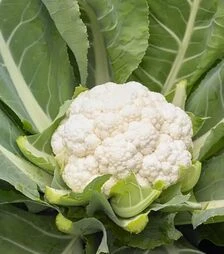 Семена цветной капусты Спидстар F1, п.е. 2500 семян (Syngenta)