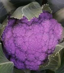 Семена цветной капусты Пурпурина F1, п.е. 100 семян (Sakata)