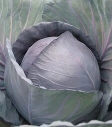 Семена красноголовой капусты Рондале F1, п.е. 2500 семян (Hazera)