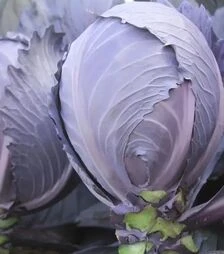 Семена красноголовой капусты Интеграл F1, п.е. 2500 семян (NongWoo Bio)