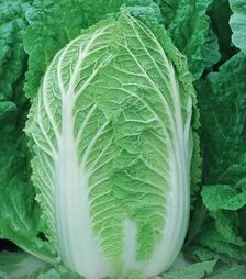 Семена пекинской капусты Спринкин F1, п.е. 2500 семян (Syngenta)