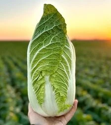 Семена пекинской капусты Генки F1, п.е. 1 тыс. семян (Sakata)