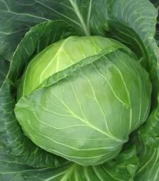 Насіння білоголової капусти Балбро F1, п.о. 2500 насінин (Hazera)