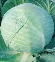 Семена белокочанной капусты Амагер, 500 г (Коуэлл)