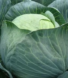 Насіння білоголової капусти Кастелло F1, п.о. 2500 насінин (Hazera)