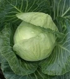 Насіння білоголової капусти Корино F1, 30 г (Semo)