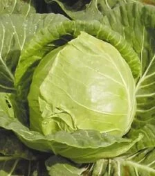 Насіння білоголової капусти Іюньська, 500 г (Satimex)