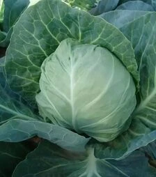 Семена белокочанной капусты Горнет F1, п.е. 2500 семян (Moravoseed)