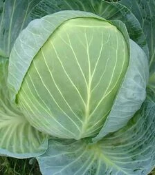 Семена белокочанной капусты Центурион F1, п.е. 2500 семян (Clause)