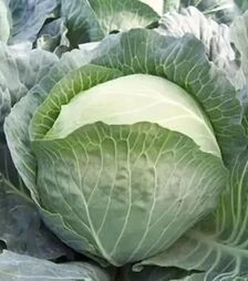Насіння білоголової капусти Мадісон F1, п.о. 10 тис. насінин (Moravoseed)