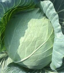 Семена белокочанной капусты Болерома F1, п.е. 2500 семян (Rijk Zwaan)