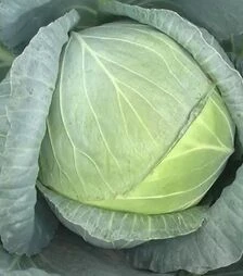 Насіння білоголової капусти Ларс F1, п.о. 2500 насінин (Seminis)