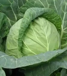 Насіння білоголової капусти Магнус F1, п.о. 2500 насінин (Hazera)