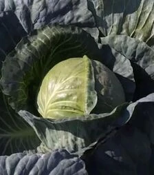 Насіння білоголової капусти Магіон F1, п.о. 10 тис. насінин (Moravoseed)