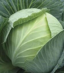 Насіння білоголової капусти Ліон F1, п.о. 2500 насінин (Hazera)