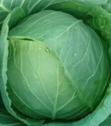 Семена белокочанной капусты Чирз F1, 10 г (Takii Seed)