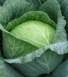 Семена белокочанной капусты Эмпаер F1, п.е. 2500 семян (NongWoo Bio)