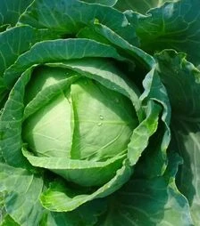 Насіння білоголової капусти Олимп, 50 г (Semo)