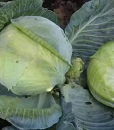 Насіння білоголової капусти Портоза F1, 30 г (Semo)