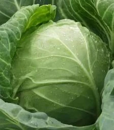 Семена белокочанной капусты Сер F1, п.е. 2500 семян (Clause)
