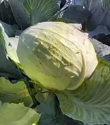 Насіння білоголової капусти Тайсон F1, п.о. 2500 насінин (Hazera)