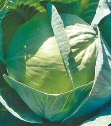 Насіння білоголової капусти Сторідор F1, п.о. 2500 насінин (Syngenta)