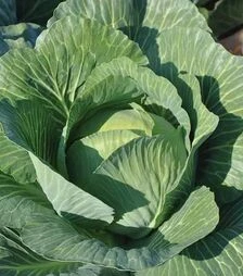 Насіння білоголової капусти Золтан F1, п.о. 2500 насінин (Hazera)