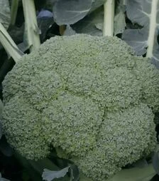 Семена капусты брокколи Квинта F1, п.е. 2500 семян (Takii Seed)