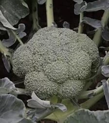 Семена капусты брокколи Батори F1, п.е. 2500 семян (Syngenta)