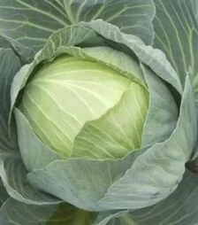 Насіння білоголової капусти Сторема F1, п.о. 2500 насінин (Rijk Zwaan)