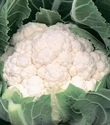 Семена цветной капусты Альмагро F1, п.е. 2500 семян (Syngenta)