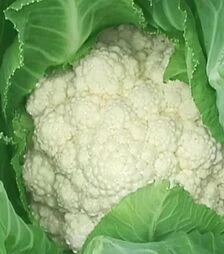 Насіння цвітної капусти Дельта, 100 г (Moravoseed)