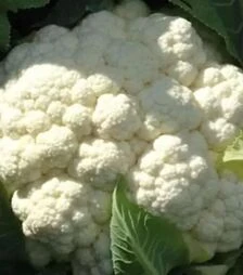 Насіння цвітної капусти Кліпер F1, п.о. 2500 насінин (Clause)