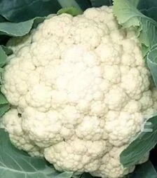 Семена цветной капусты Иглу, 500 г (Коуэлл)