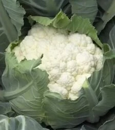 Насіння цвітної капусти Шамборд F1, п.о. 2500 насінин (Rijk Zwaan)