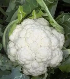 Насіння цвітної капусти Декстер F1, п.о. 2500 насінин (Rijk Zwaan)