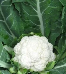 Насіння цвітної капусти Майбах F1, п.о. 2500 насінин (Clause)