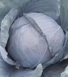 Семена красноголовой капусты Родима F1, п.е. 2500 семян (Rijk Zwaan)