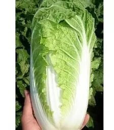 Насіння пекінської капусти Рапід F1, 5 кг (Semo)