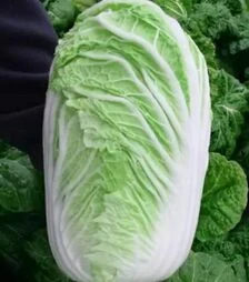 Насіння пекінської капусти Конкорд F1, 5 г (Semo)