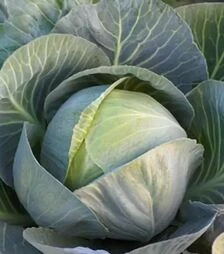 Насіння білоголової капусти Епікур F1, п.о. 2500 насінин (Syngenta)